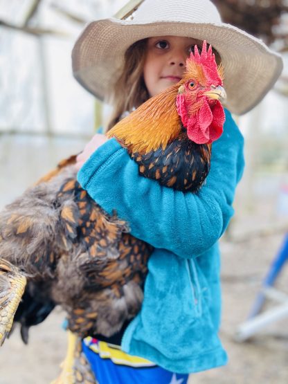 Golden Laced Cochin Standard Credit Amanda Messer