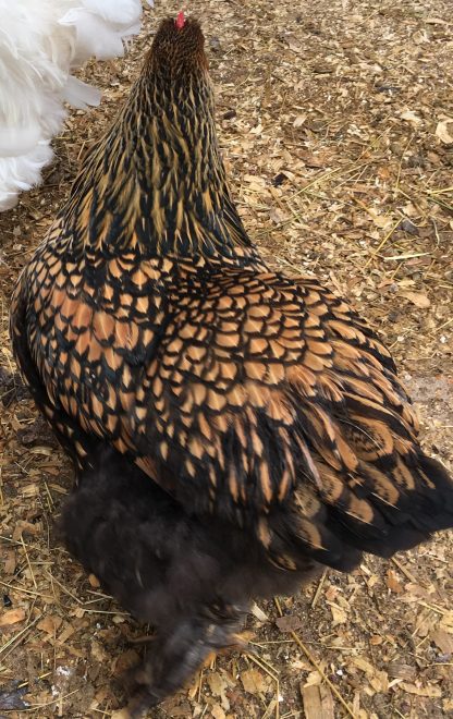 Golden Laced Cochin Standard Credit Natalie Mercado