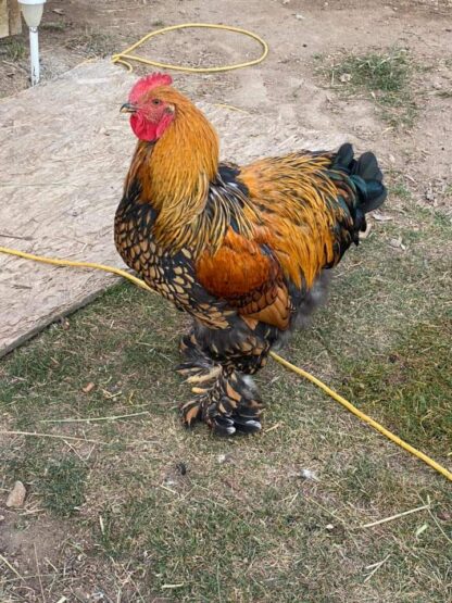 Golden Laced Cochin