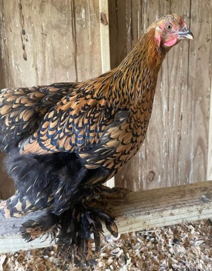 Golden Laced Cochin