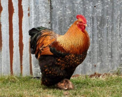 Golden Laced Cochin