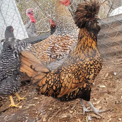 Golden Laced Polish