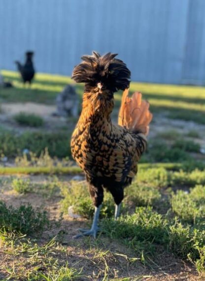 Golden Laced Polish