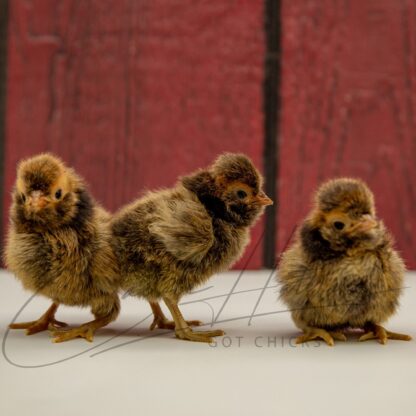 Golden Laced Polish Chicken - Image 3