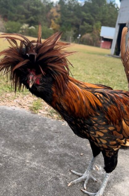 Golden Laced Polish Chicken