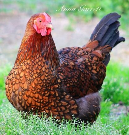 Black Laced Golden Wyandotte Chicken