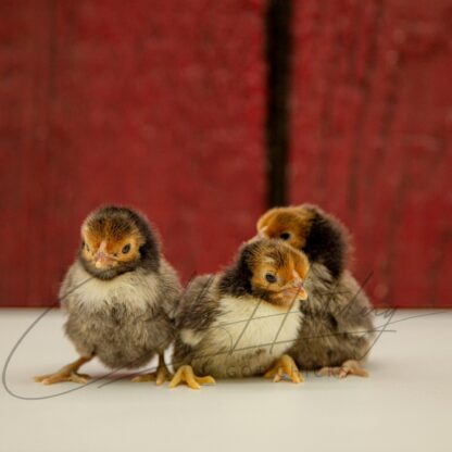 Golden Sebright Bantam - Image 3