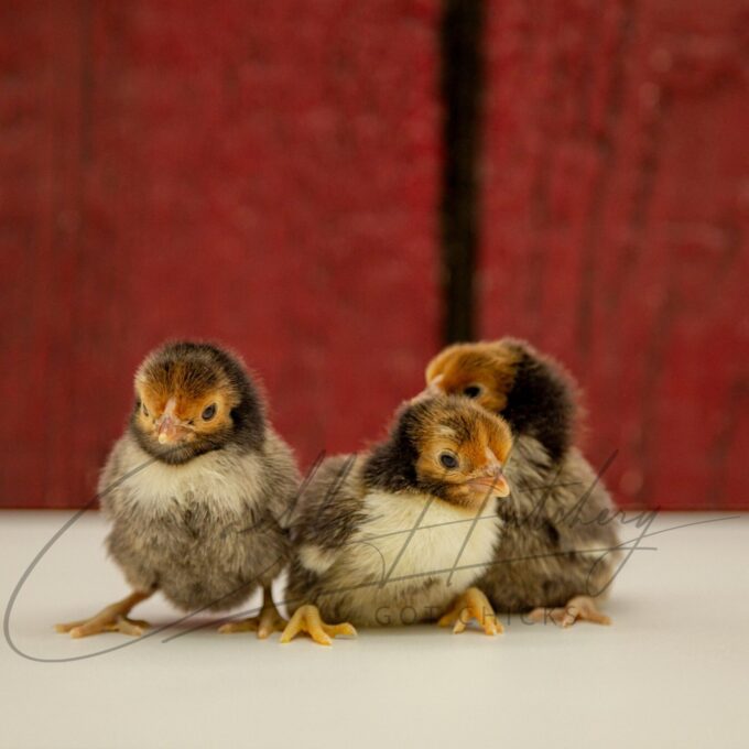 Golden Sebright Bantam Chicks