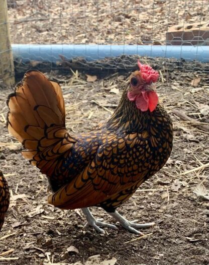 Golden Sebright Bantam