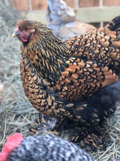 Golden laced cochin Chicken