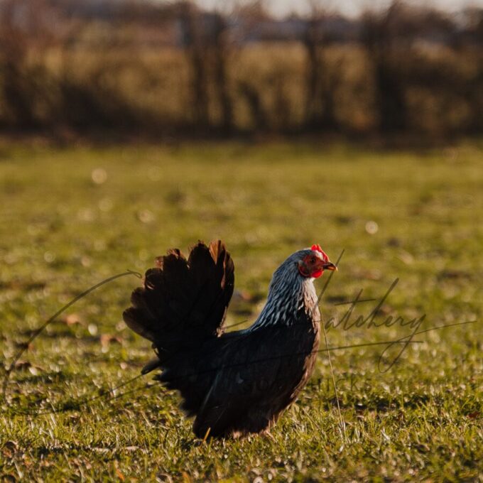 Gray Japanese Bantam - Image 2