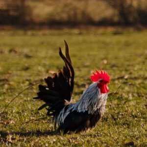 Gray Japanese Bantam