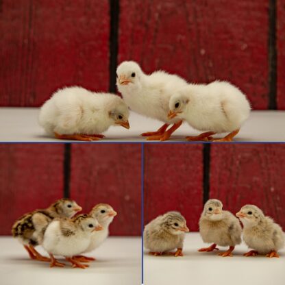 Hatchery Choice Guinea - Image 2