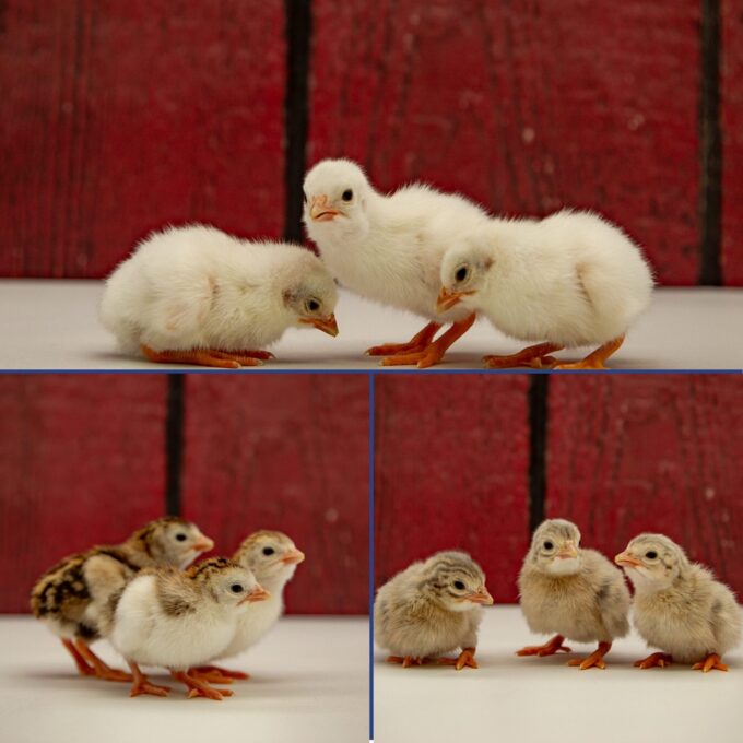 Hatchery Choice Guinea