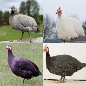 Guinea Surplus