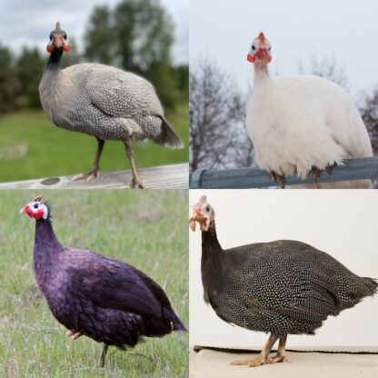 Hatchery Choice Guinea