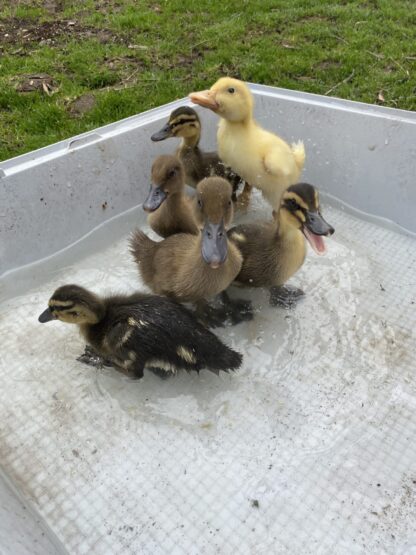 Hatchery Choice Ducks