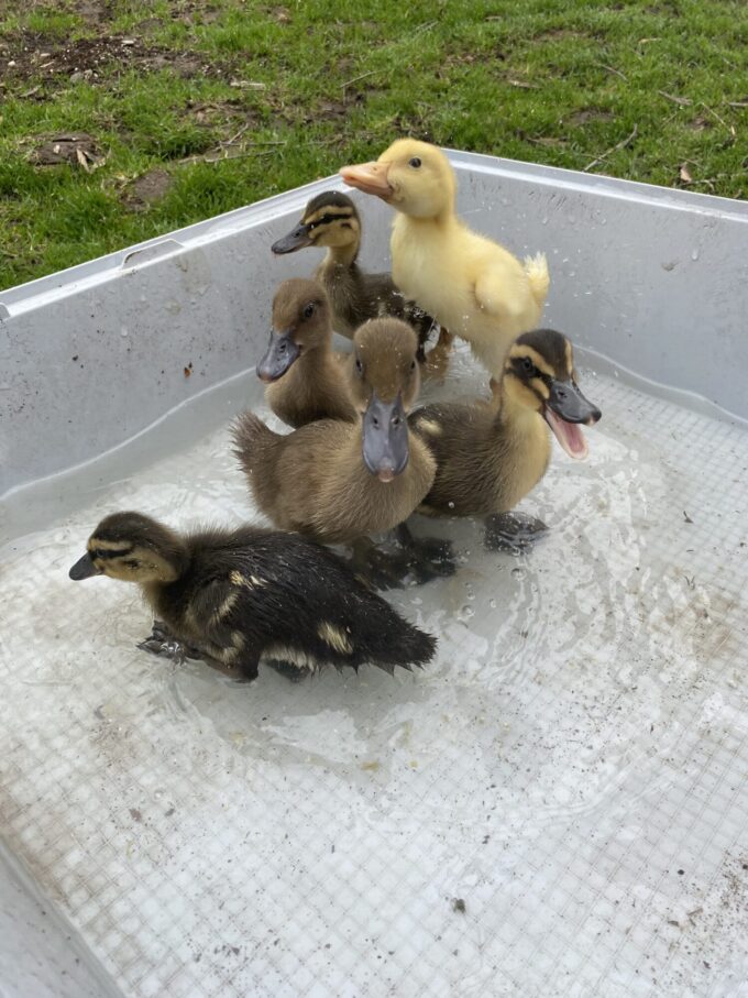 Hatchery Choice Ducks