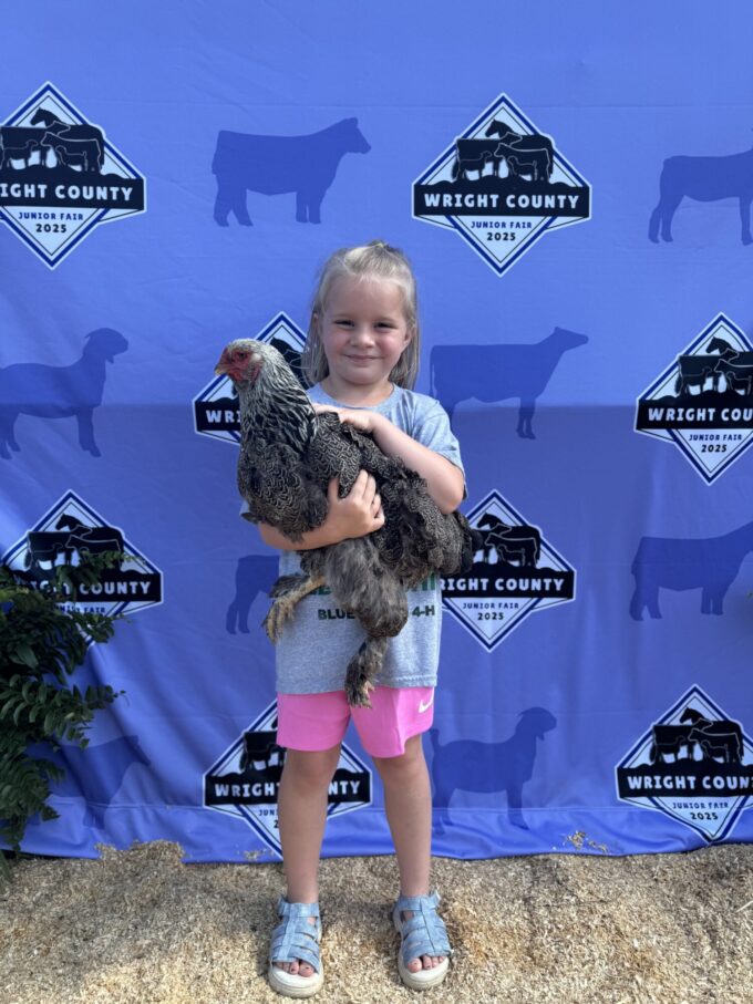 Dark Brahma Chicken - Image 69