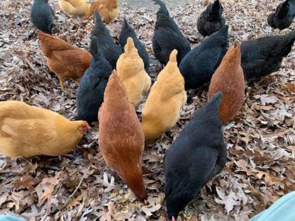 Hatchery Choice Pullets