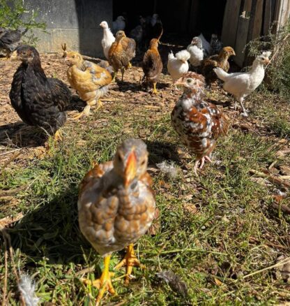 Hatchery Surprise - Image 70