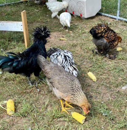 Hatchery Surprise Chickens