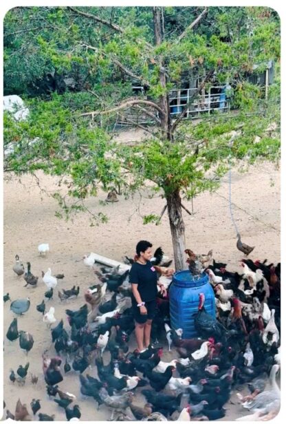 Hatchery Surprise