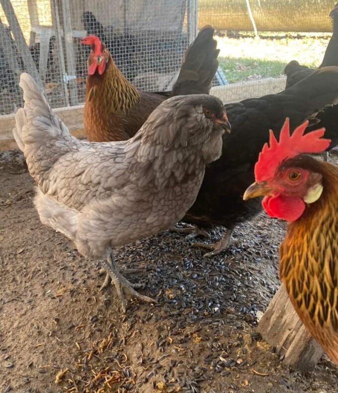 Hatchery Surprise