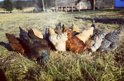Hatchery choice pullets