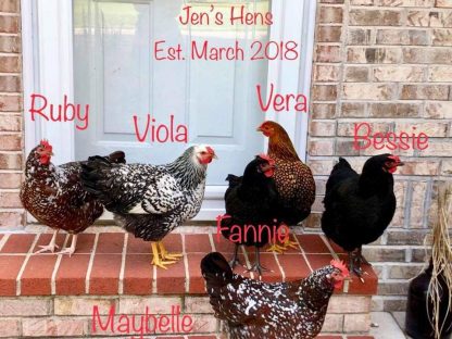 Hatchery choice pullets