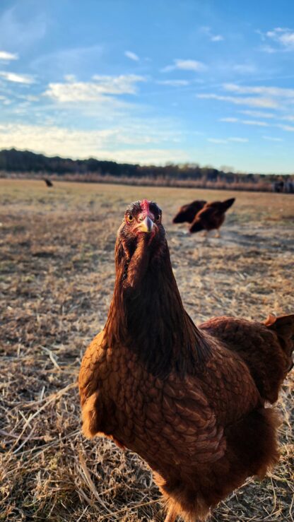 Buckeye Chicken