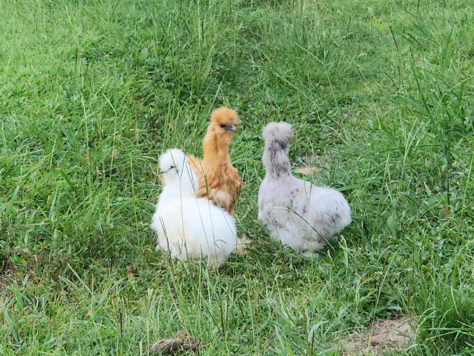 Silkie Bantam Special - Image 29