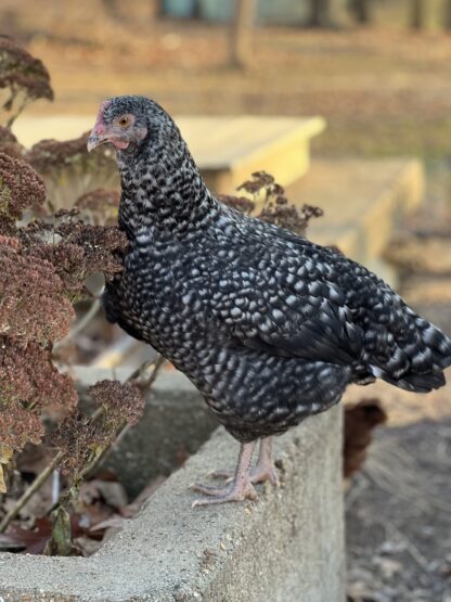 Cuckoo Marans Chicken