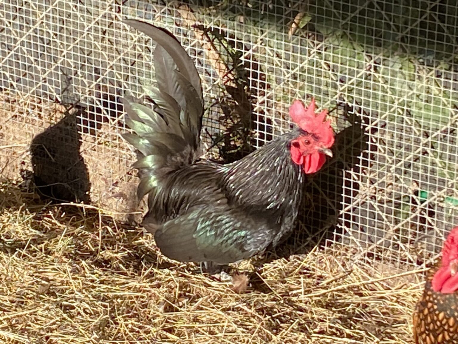 Black Japanese Bantam Chickens for Sale | Cackle Hatchery®