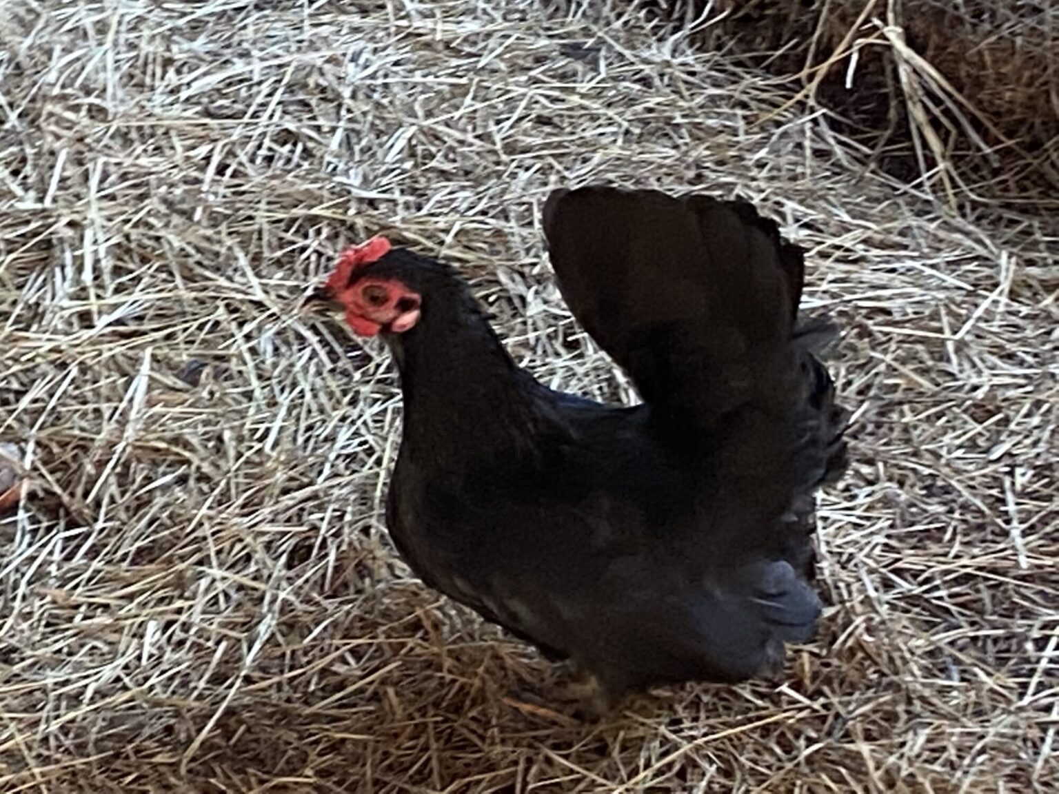 Black Japanese Bantam Chickens for Sale | Cackle Hatchery®