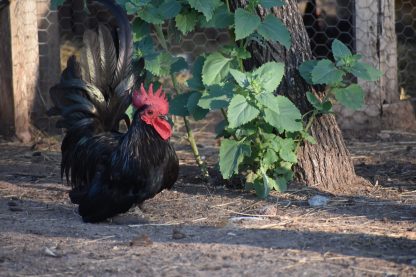 Japanese black bantam