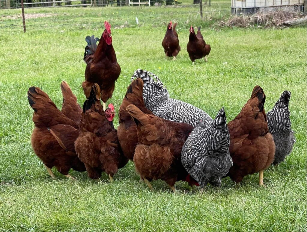 Rhode Island Red Baby Chicken Chicks For Sale Cackle Hatchery®