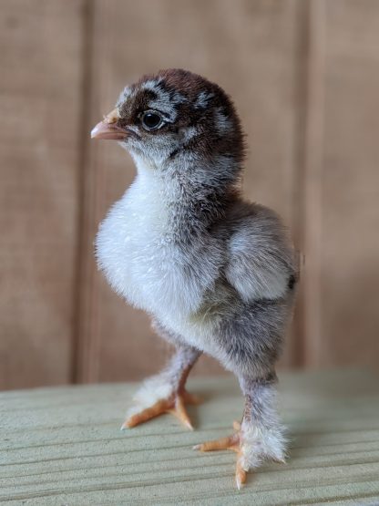 Silver laced cochin standard Credit Joelie Hagle