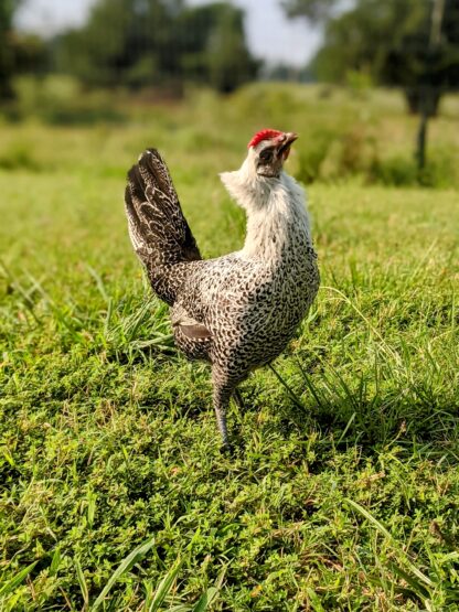 Egyptian Fayoumis Chicken