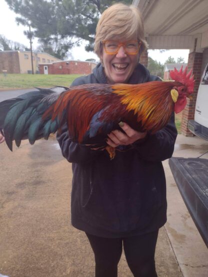 Brown Leghorn Chicken