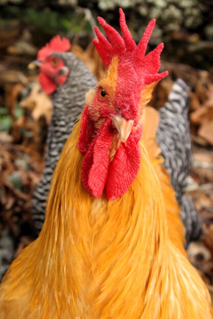 Buff Orpington Chicken