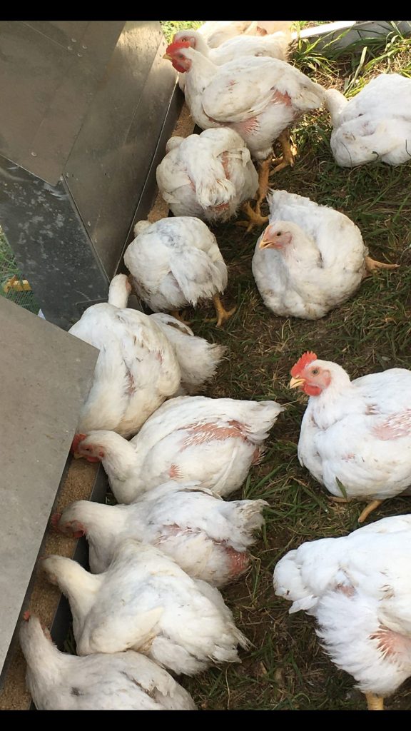 Jumbo Cornish Cross Broiler Meat Chicken For Sale Cackle Hatchery®