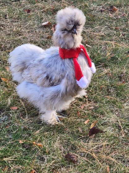 Splash Silkie Bantam