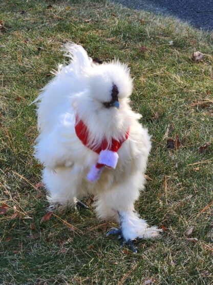 White Silkie Bantam