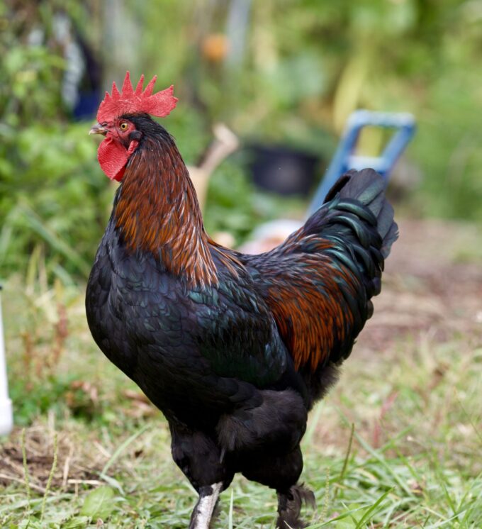 French Black Copper Marans Chicken