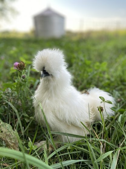 White Silkie Credit Karen Holland