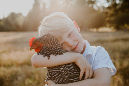 Barred Rock Chicken