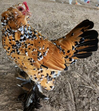 Mille Fleur D'Uccles Bantam