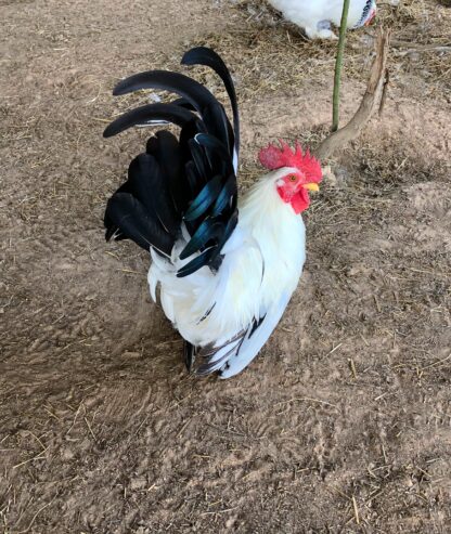 Black Tailed White Japanese Bantam