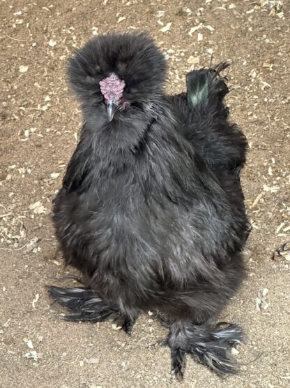 Black Silkie Bantam